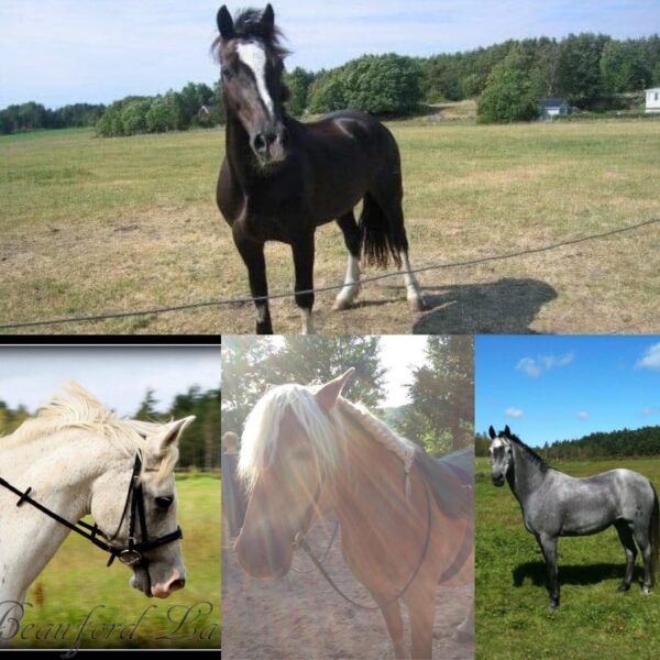 4 olika ponnyer: Nobel, brun med bläs och tjock svans. Lassie ljus skimmel med träns under ridning. Eine, hafflinger med flätad man & barbackapad. Darby gråskimmel ståtligt uppställd i hagen.